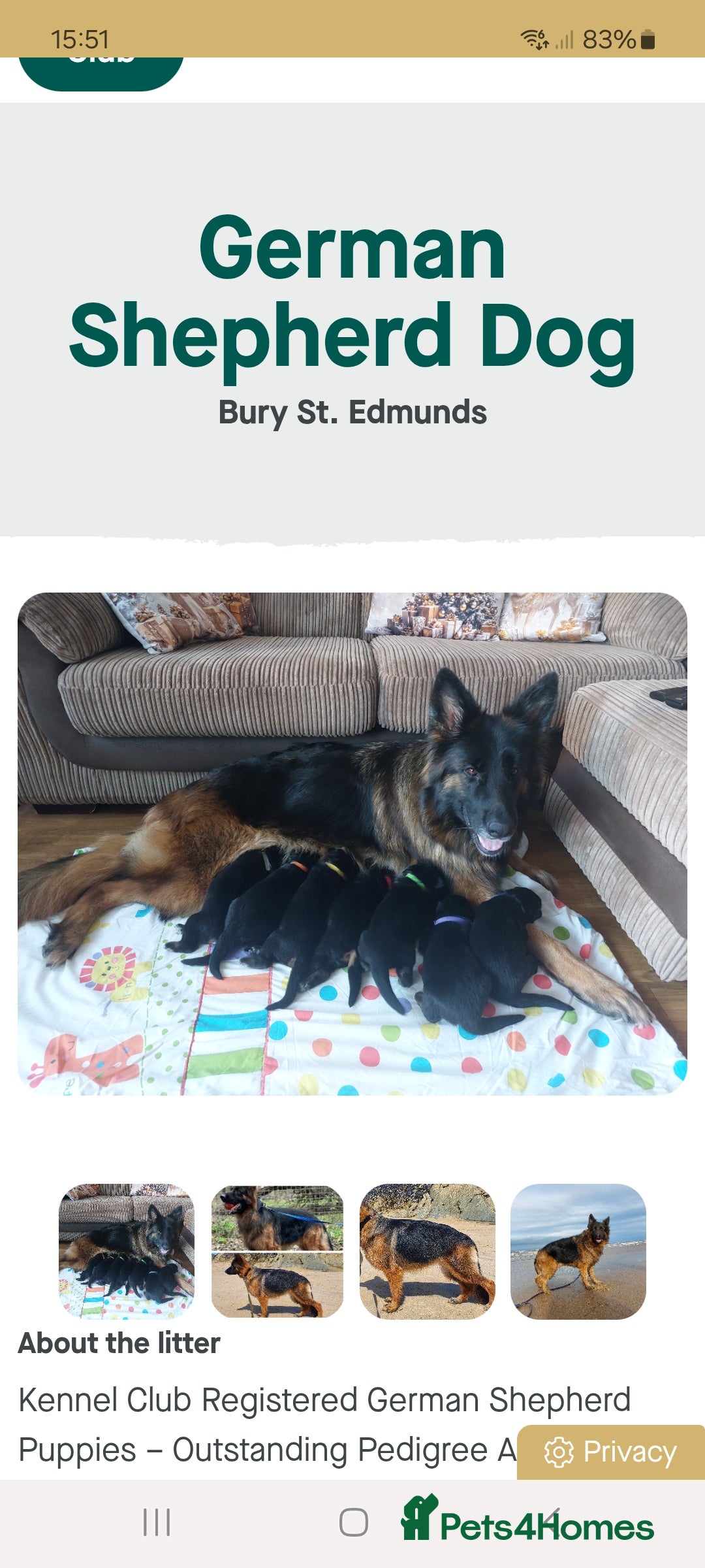 German Shepherd dogs Puppies  - Advert 6