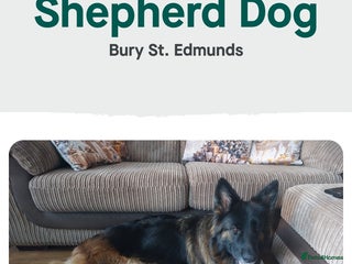 German Shepherd dogs Puppies - Advert 3