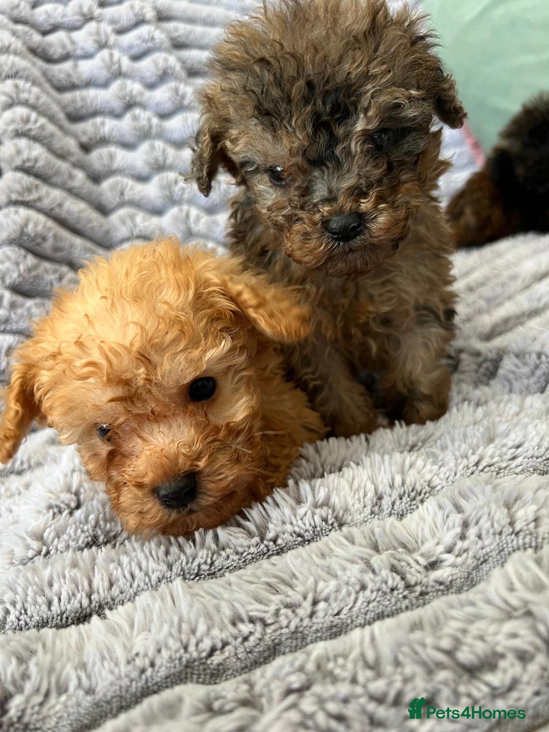 Toy Poodle dogs for sale: Toy poodles ready to leave now! - Image 1