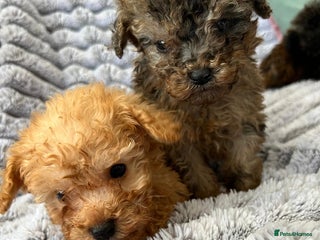 Toy Poodle dogs - Advert 2