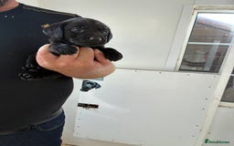 Labrador Retriever dogs for sale: 8 Labrador pups last black female available  - Image 16