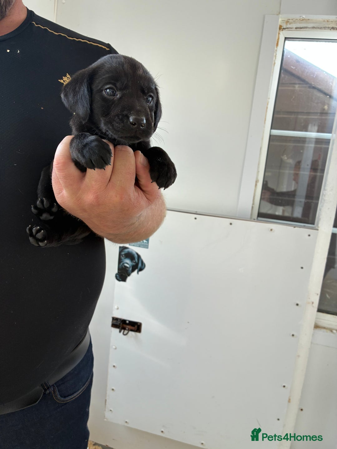 Labrador Retriever dogs for sale: 8 Labrador pups last black female available  - Image 16