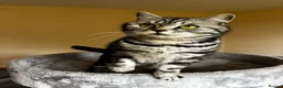 British Shorthair cats for sale: • Retired Pedigree Silver Tabby BSH Queen • - Advert 5