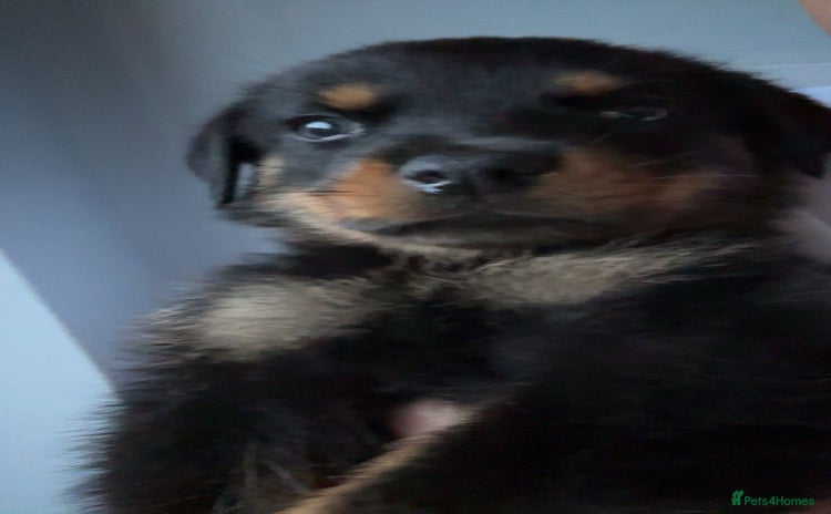 Rottweiler dogs - Advert 4