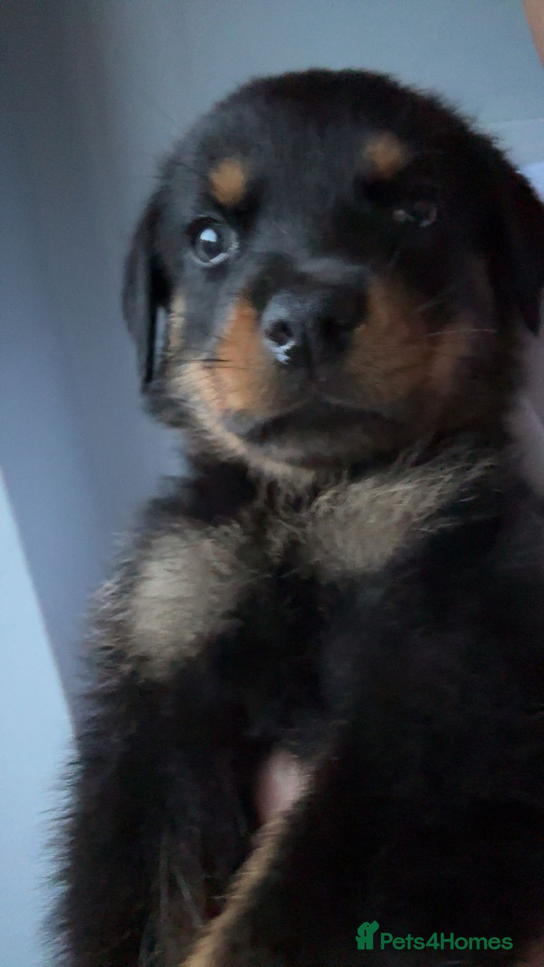 Rottweiler dogs for sale: Rottweiler boy puppy  - Image 1