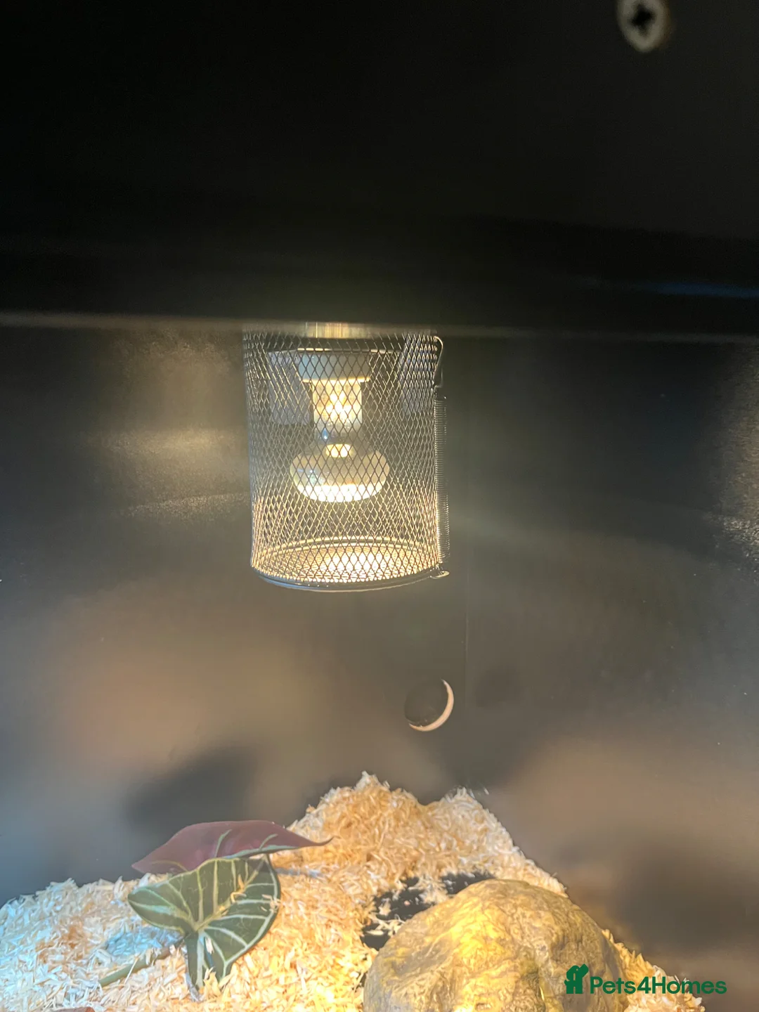 Corn Snake reptiles for sale: Corn snake with vivarium  in Woking - Advert 4