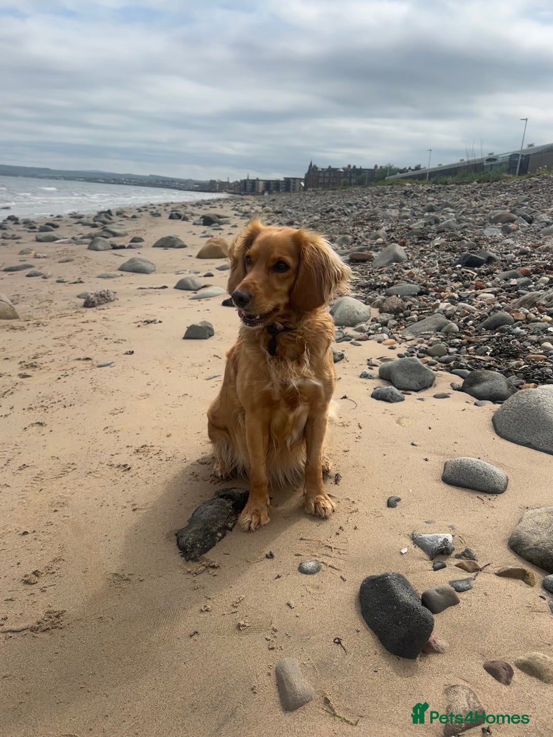 Cockapoo dogs for sale: Red Mini Cockapoo Puppies-Ready - 14 of January  - Advert 15