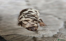 Miniature Dachshund dogs for sale: Dapple miniature dachshund - Image 15