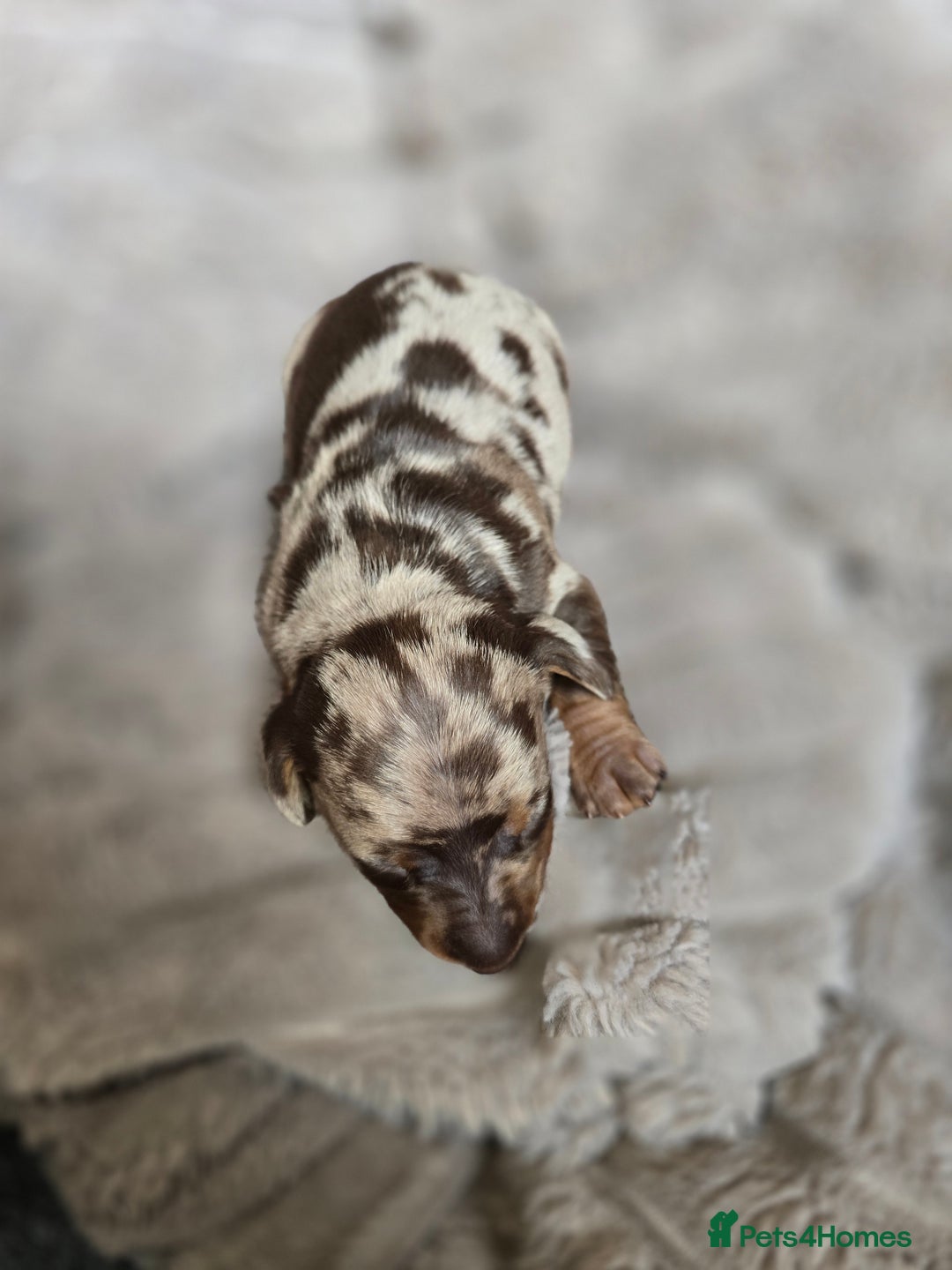 Miniature Dachshund dogs for sale: Dapple miniature dachshund - Image 15