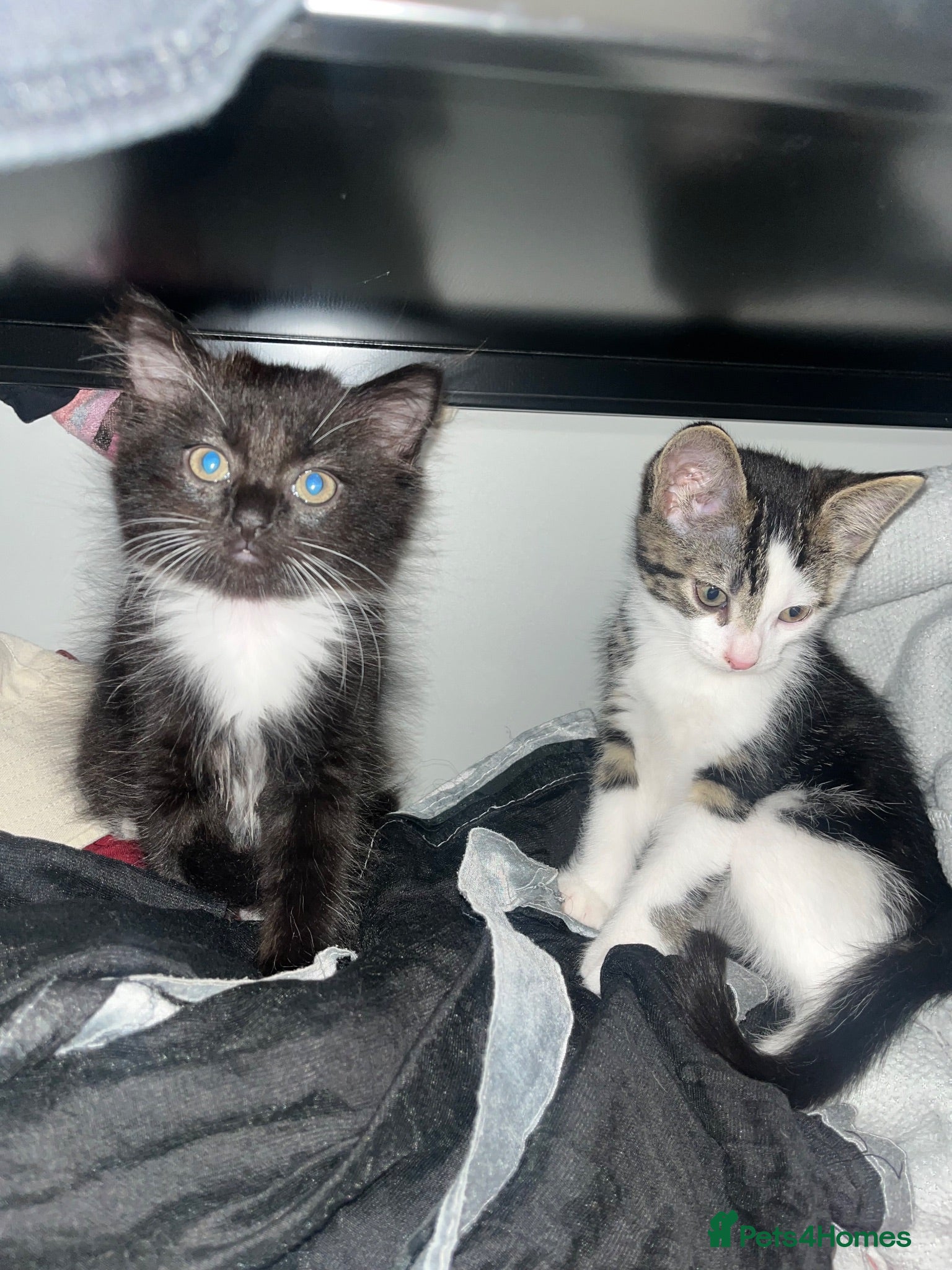 Mixed Breed cats The cutest mixed breed trio - Advert 1