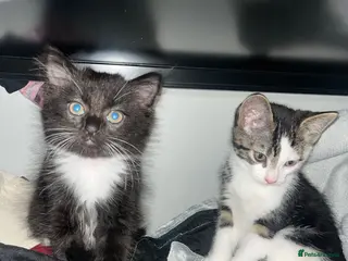 Mixed Breed cats The cutest mixed breed trio - Advert 10