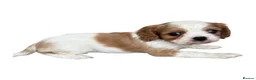 Cavalier King Charles Spaniel dogs for sale: Stunning hereditary clear KC one boy left - Advert 15
