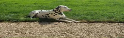 Dalmatian dogs for sale: 2 KC dogs and bitches looking for forever homes. - Advert 2