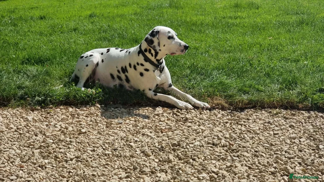 Dalmatian dogs for sale: 2 KC dogs and bitches looking for forever homes. - Advert 2