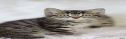 Mixed Breed cats for sale: Happy Healthy Tabby Kittens  - Advert 7
