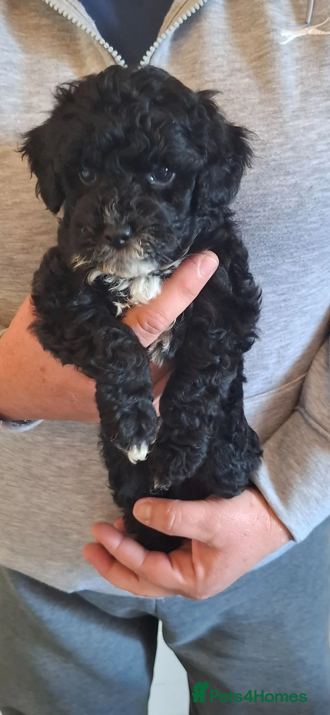 Lhasapoo dogs for sale: Gorgeous Lhachon/Poodle - Advert 2