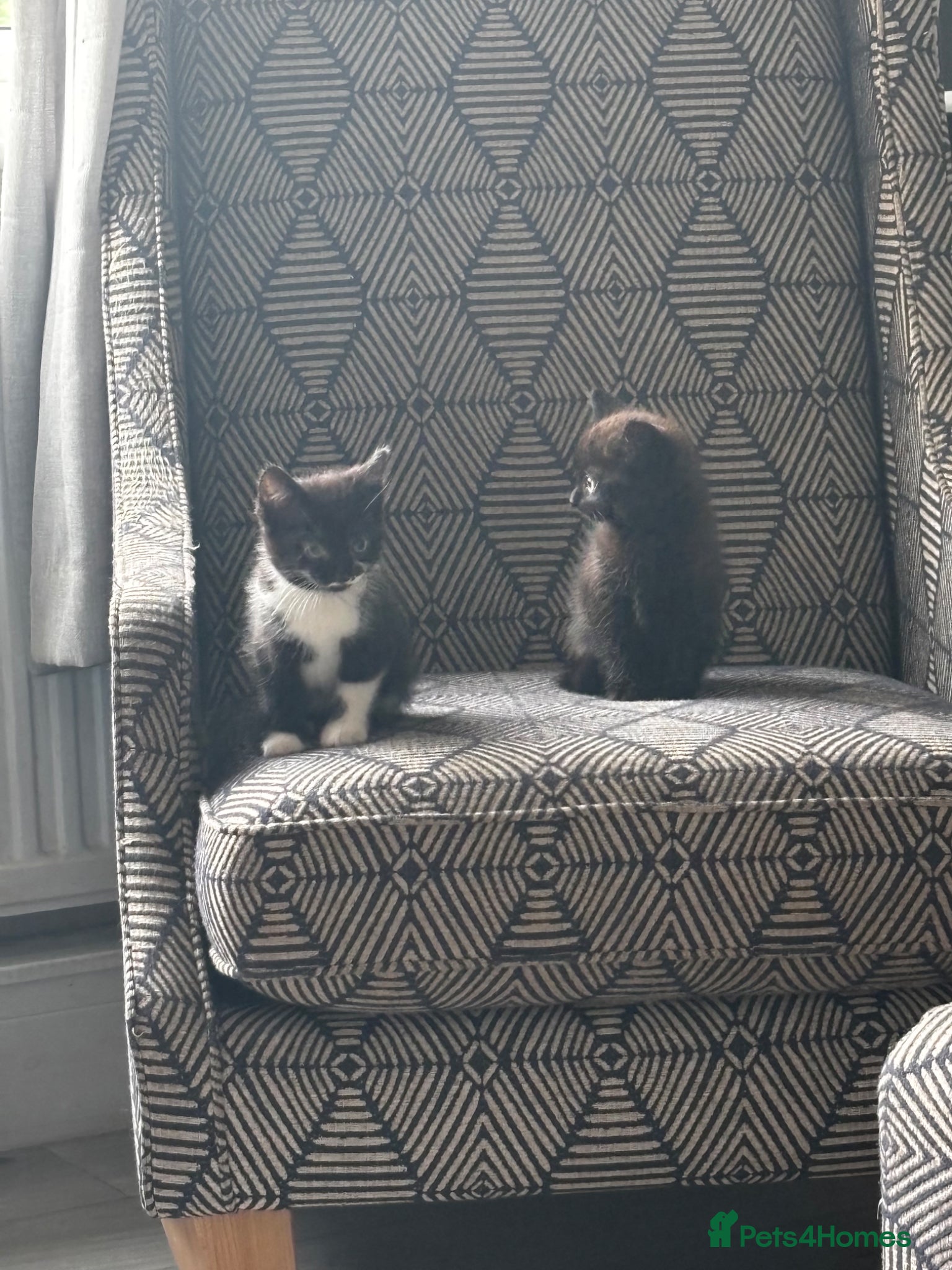 Mixed Breed cats for sale: Kittens for sale in Wigan - Advert 6