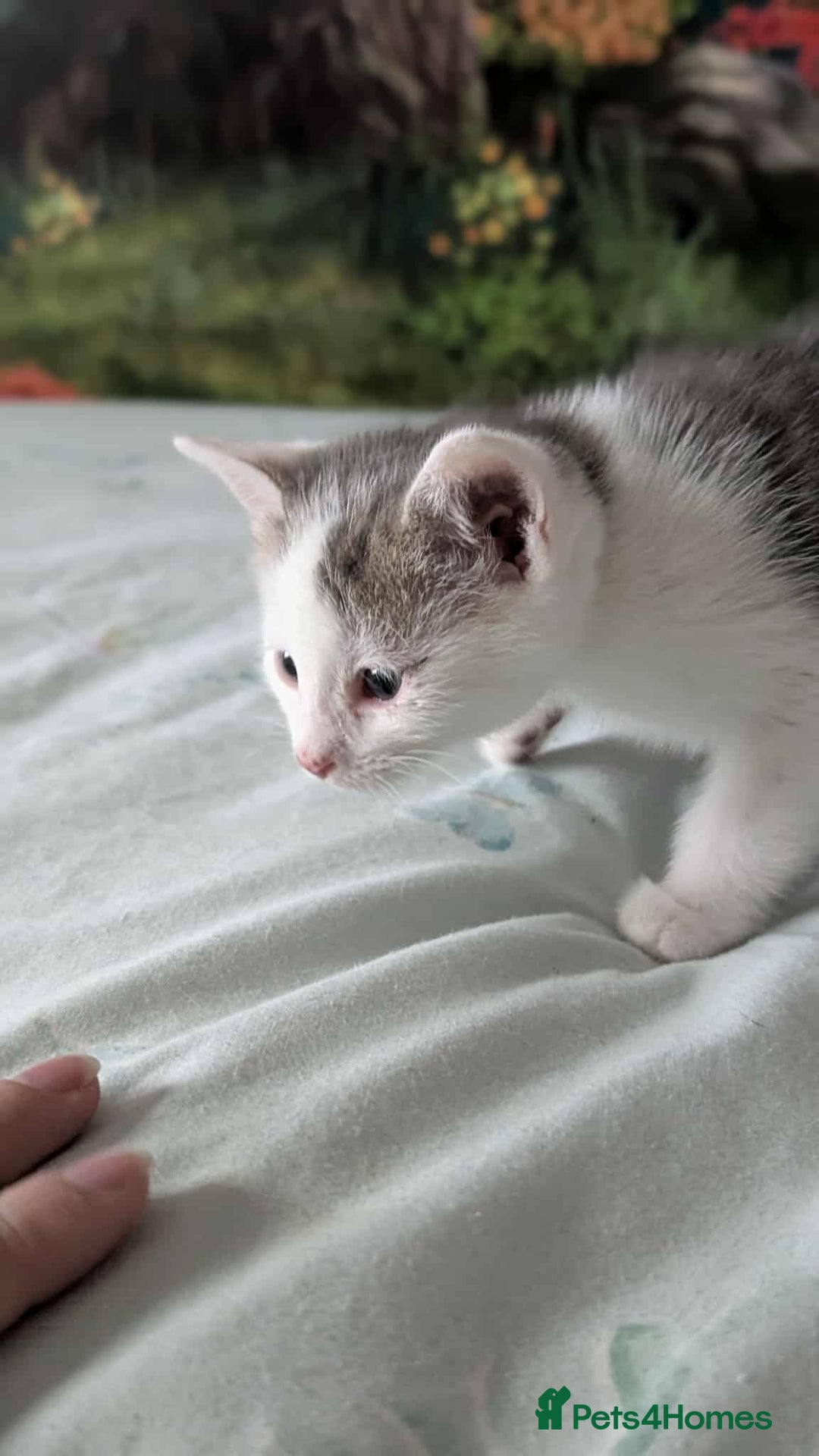 British Shorthair cats for sale: British Short Hair x Domestic Short Hair - Image 11