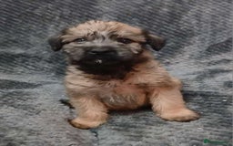 Soft Coated Wheaten Terrier dogs for sale: Beautiful Wheaten Terrier Puppies  - Image 8