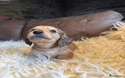 Miniature Dachshund dogs for sale: Beautiful Cream long haired Dachshunds  - Image 5