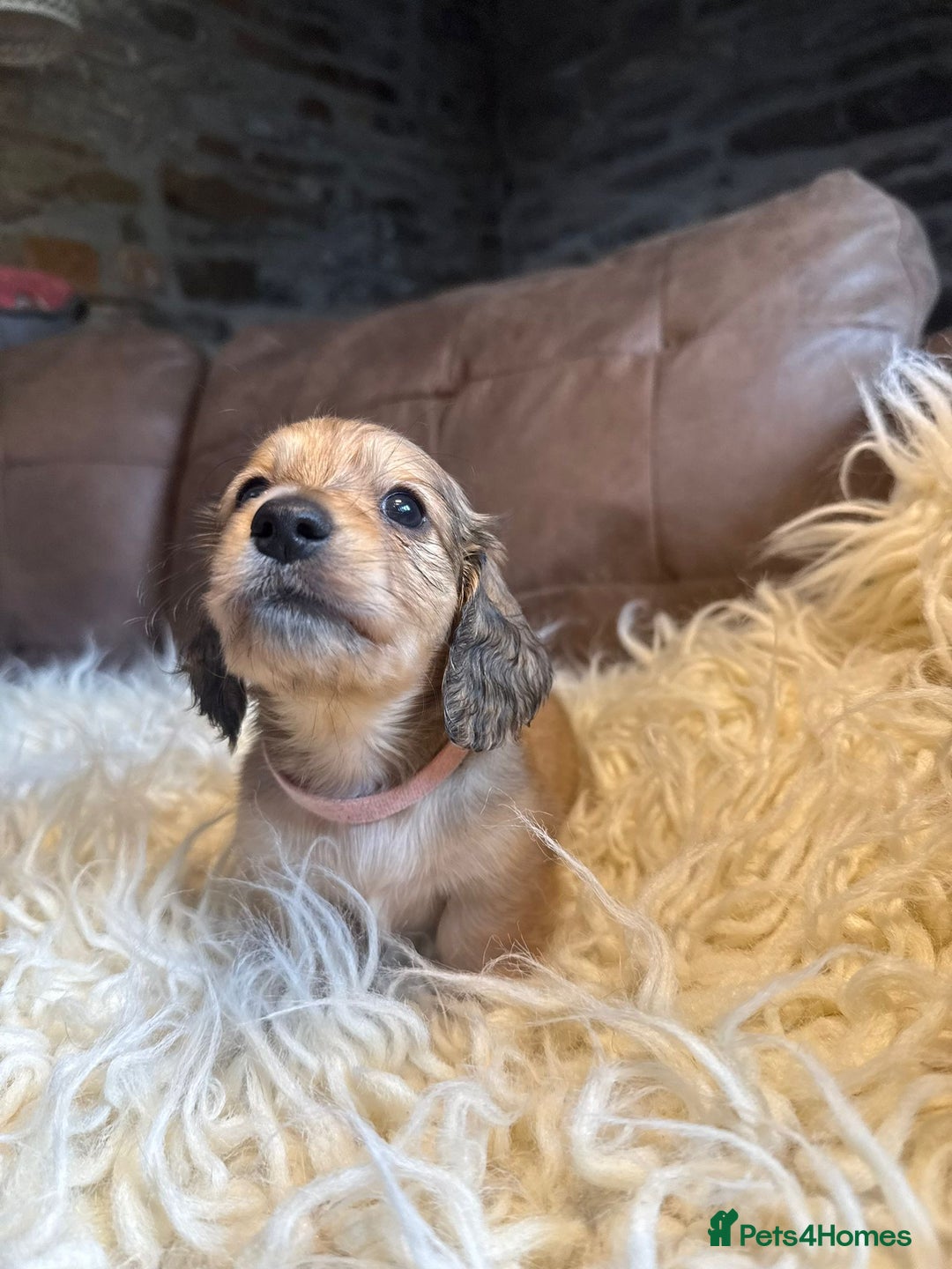 Miniature Dachshund dogs for sale: Beautiful Cream long haired Dachshunds  - Image 5