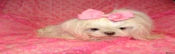 Maltese dogs for sale: Babydoll KC Registered Korean Maltese Adult Girl in Bishop Auckland - Advert 17