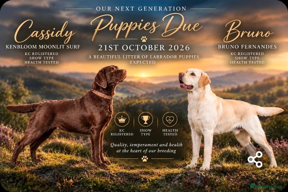 Labrador Retriever dogs Show type K.C reg labrador puppies, DUE 22/10/26. - Advert 1