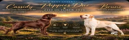 Labrador Retriever dogs for sale: Show type K.C reg labrador puppies, DUE 22/10/26. - Advert 1