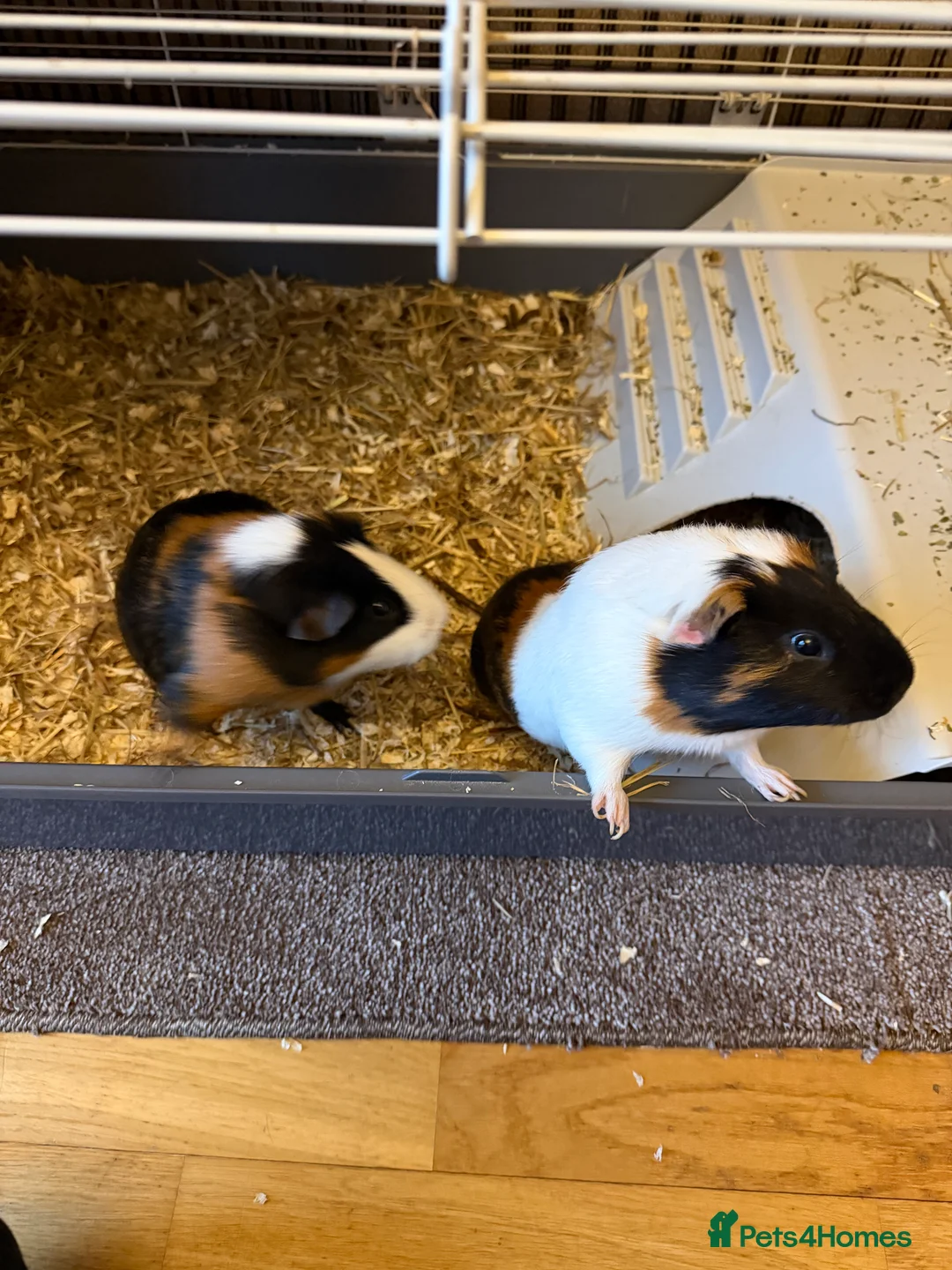 Guinea Pig rodents for sale: Guinea pigs  - Advert 4