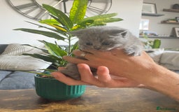 British Shorthair cats for sale: Stunning British Short Hair kitten GCCF/TICA - Image 7