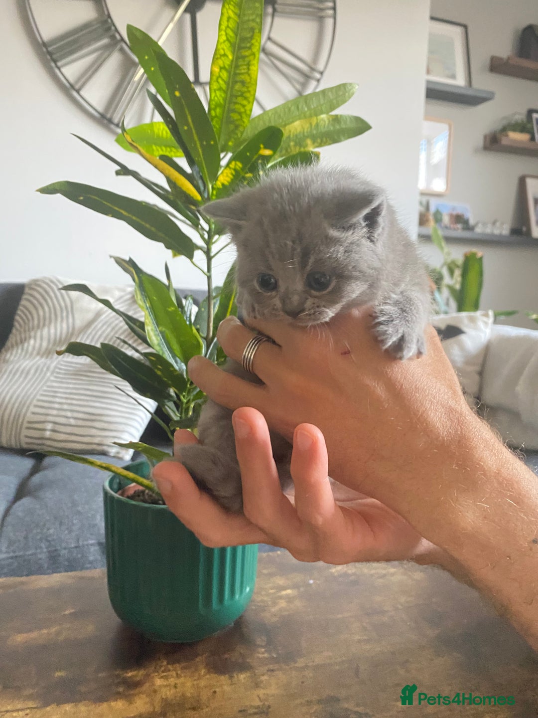 British Shorthair cats for sale: Stunning British Short Hair kitten GCCF/TICA - Image 7