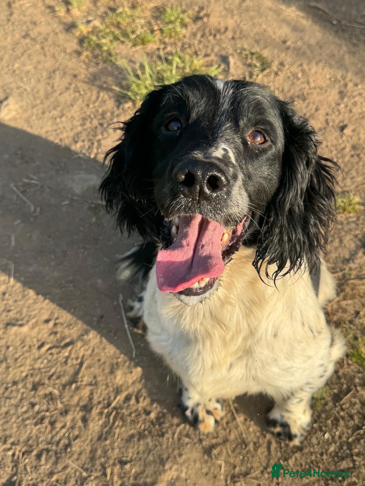 English Springer Spaniel dogs Springer spaniel for stud  - Advert 1