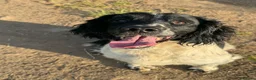 English Springer Spaniel dogs for stud: Springer spaniel for stud  - Advert 6