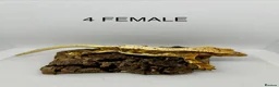Gecko reptiles for sale: CRESTED GECKOS FOR SALE MALE AND FEMALE - Advert 5