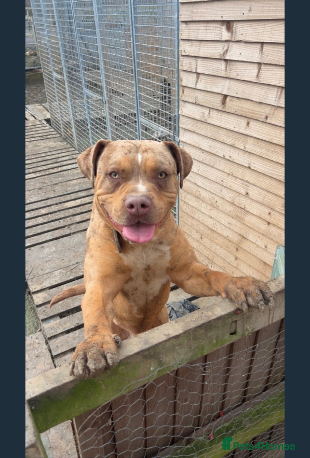 Mixed Breed dogs American bully cross rottweiler  - Advert 1