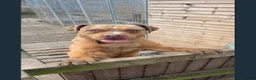 Mixed Breed dogs for sale: American bully cross rottweiler  in Luton - Advert 1