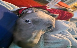 Lurcher dogs for sale: Indie  - Image 4