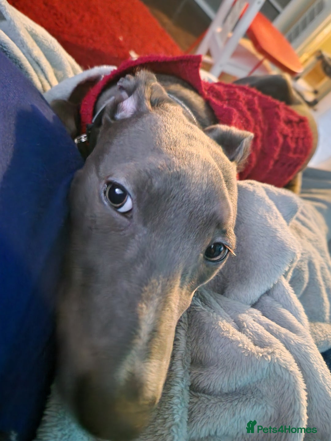 Lurcher dogs for sale: Indie  - Image 4