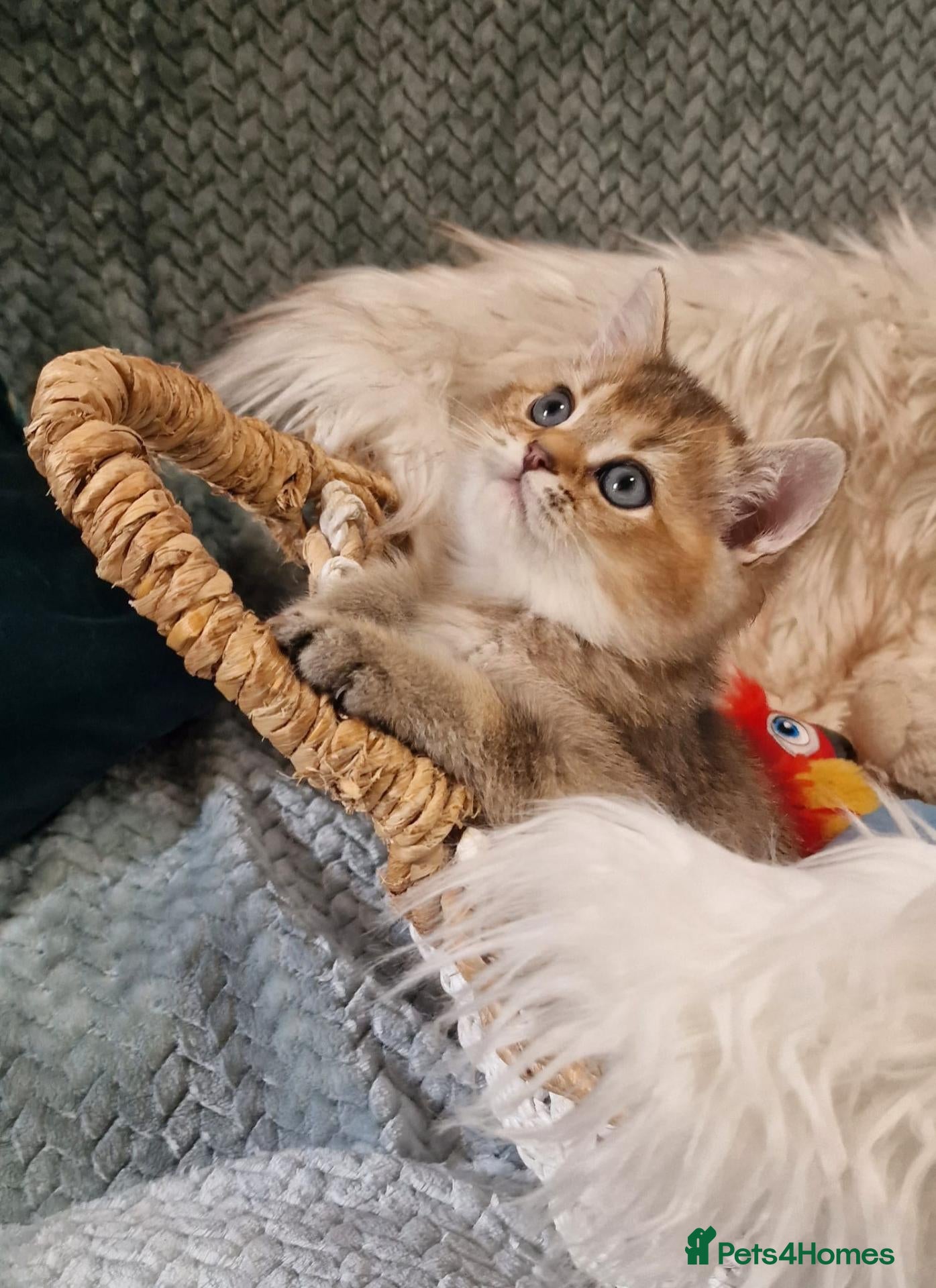 British Shorthair cats for sale: 💖TICA GOLDEN / GOLDEN POINT BSH & BLH KITTENS💖 - Advert 1