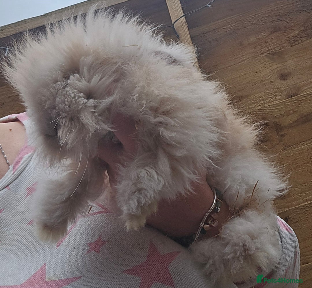 Angora rabbits for sale: Poor little man... - Image 10
