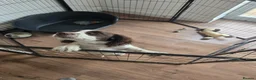 English Springer Spaniel dogs for sale: English springer pup in Rotherham - Advert 2