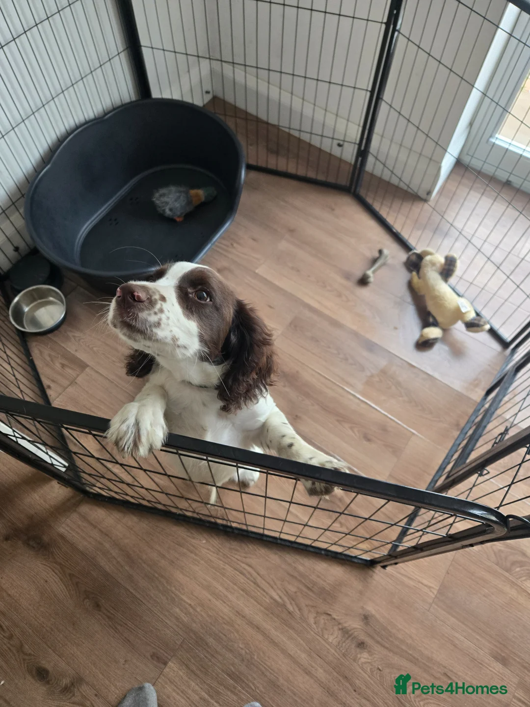 English Springer Spaniel dogs for sale: English springer pup in Rotherham - Advert 2