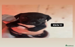 Patterdale Terrier dogs for sale: Patterdale terrier puppies  - Image 2