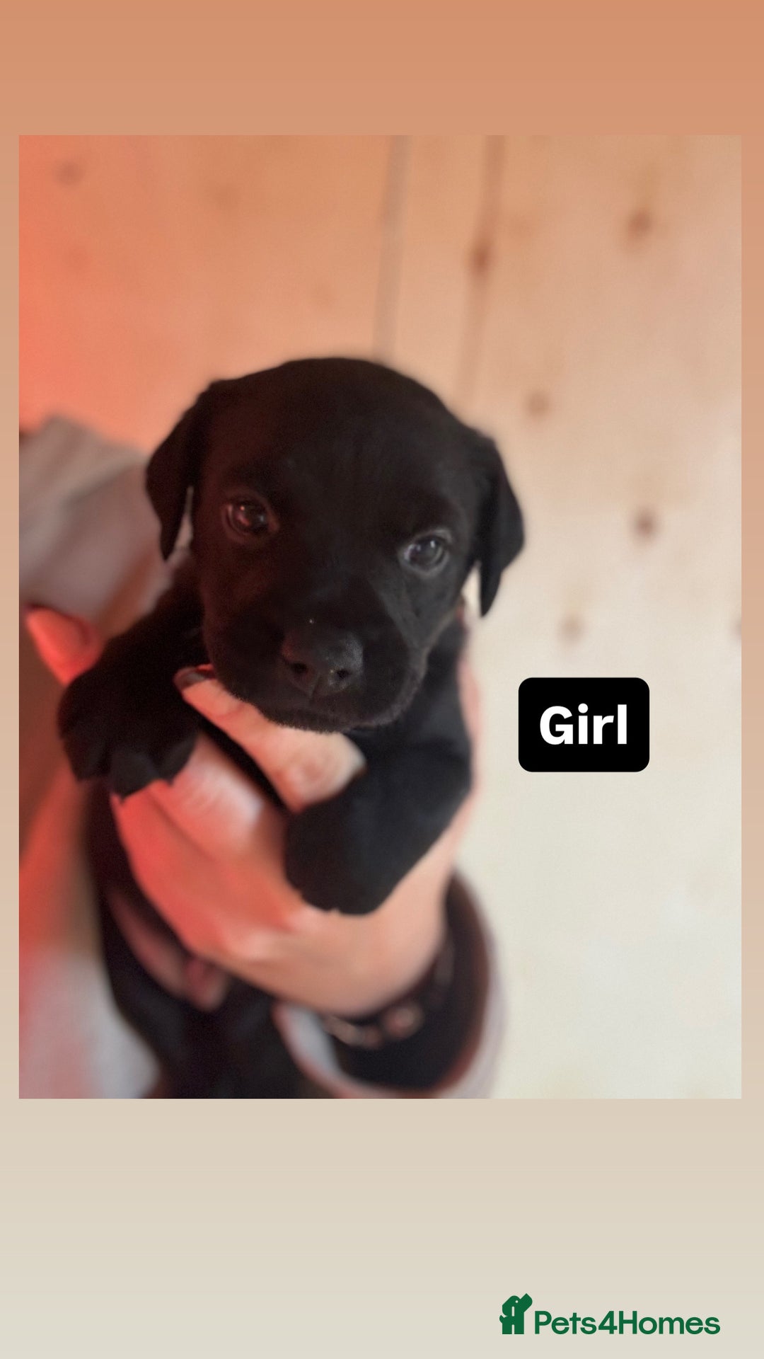 Patterdale Terrier dogs for sale: Patterdale terrier puppies  - Image 2