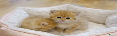 British Shorthair Kitten 6