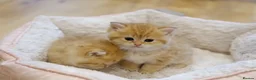 British Shorthair cats for sale: Gorgeous BSH golden kittens pedigree TICA - Advert 3