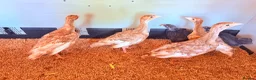 Chickens poultry for sale: 🌸🐔Updated 26th July - POINT OF LAY CHICKENS 🐔🌸 - Advert 11