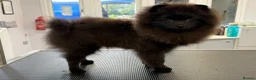 Pomeranian dogs for sale: Stunning black Pomeranian excellent temperament  in St. Neots - Advert 4