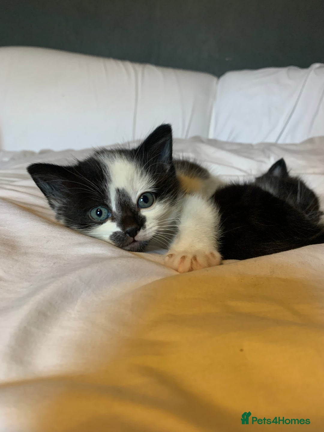 Mixed Breed cats for sale: Male kitten for sale  - Advert 1