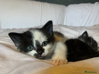 Mixed Breed cats Male kitten for sale - Advert 1